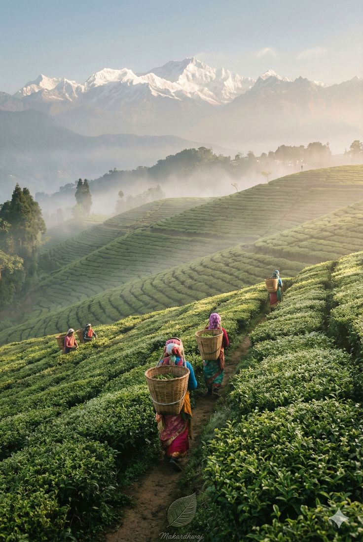 Darjeeling